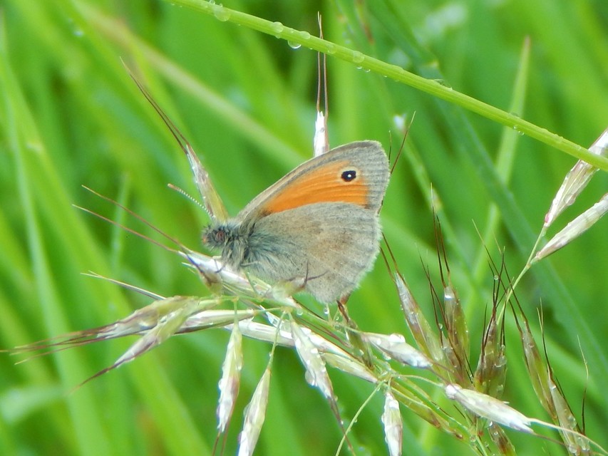Coenonympha pamphilus - kis szénalepke
