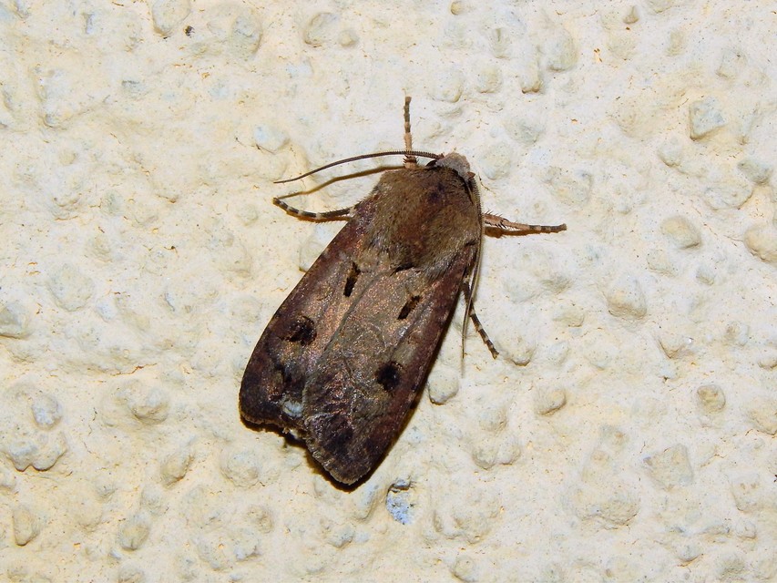 Agrotis exclamationis - felkiáltójeles földibagoly