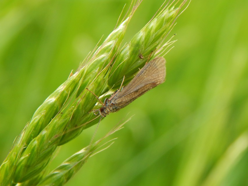 Trichoptera - Tegzesek
