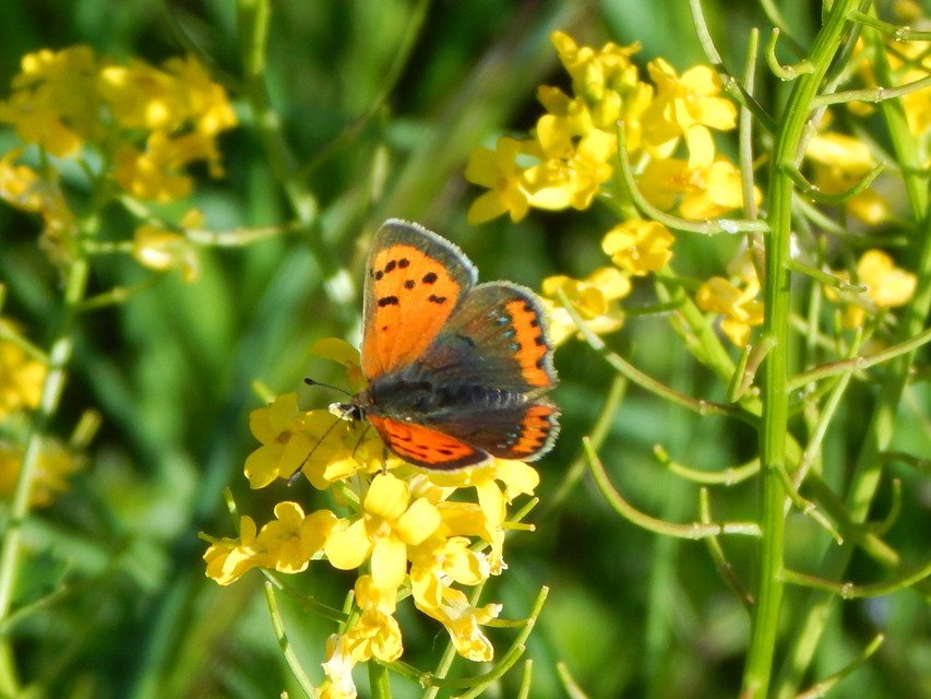 Lycaena phlaeas - közönséges tűzlepke
