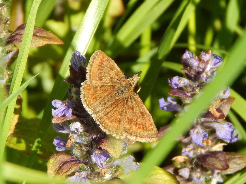 Erynnis tages - cigánylepke