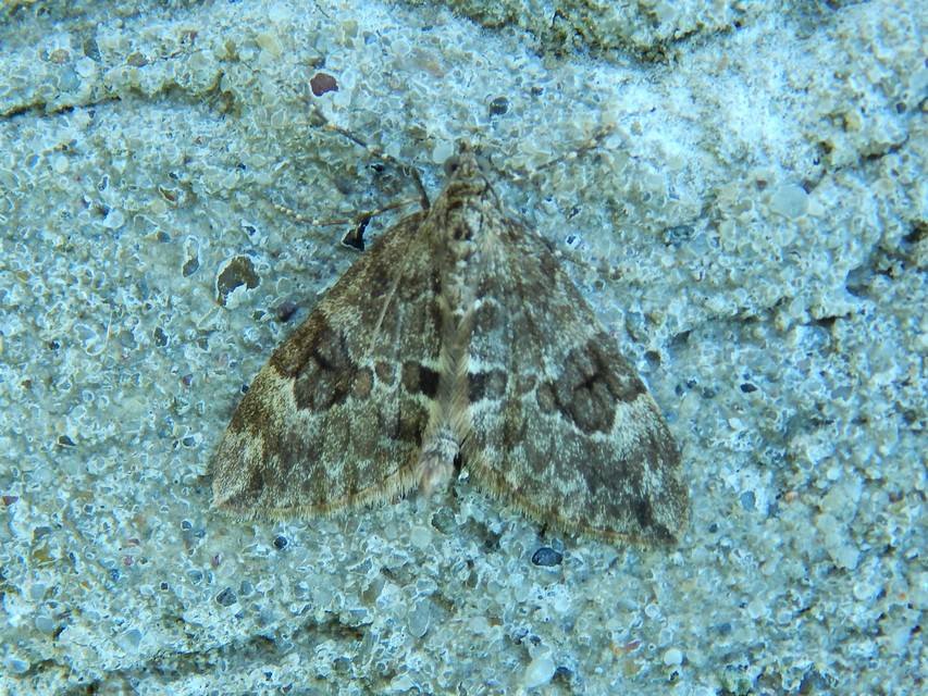 Thera variata/britannica