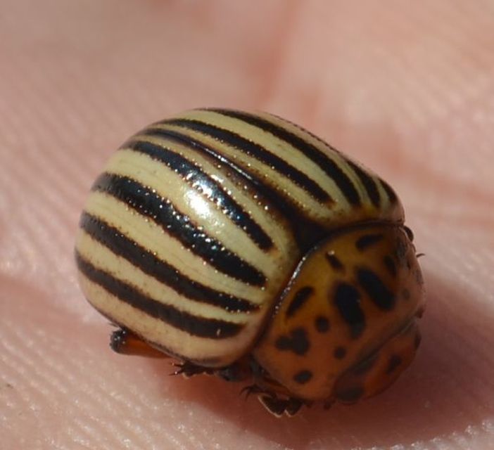 Leptinotarsa decemlineata - burgonyabogár