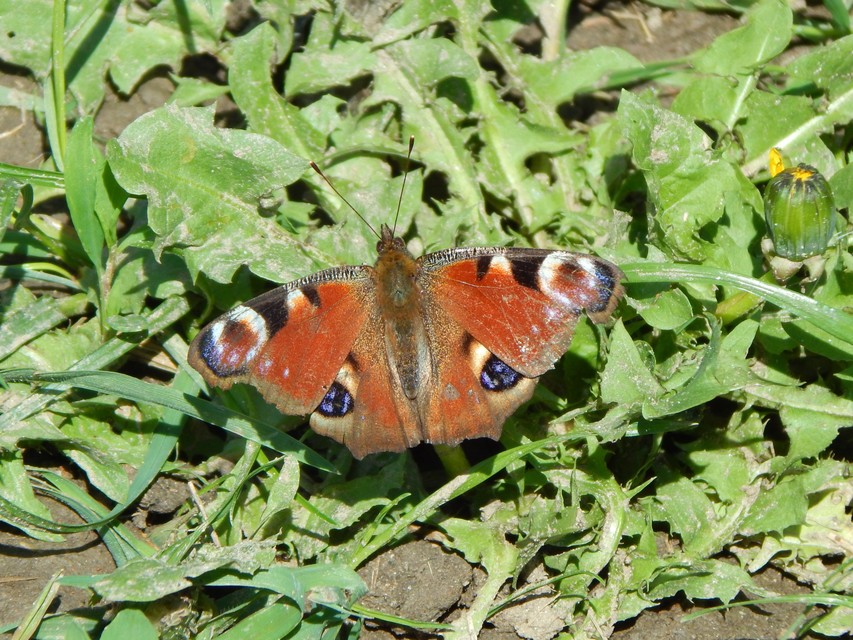 Nymphalis io - nappali pávaszem