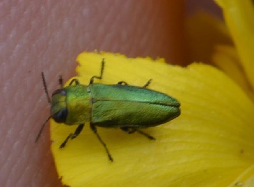 Anthaxia nitidula - ragyogó virágdíszbogár