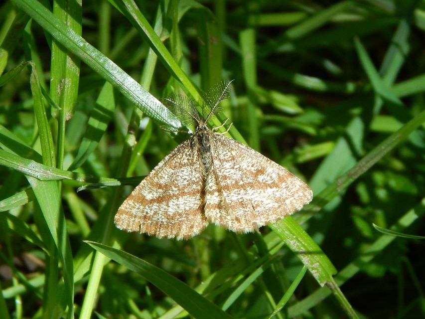 Ematurga atomaria - barna rétiaraszoló