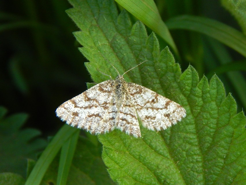 Ematurga atomaria - barna rétiaraszoló