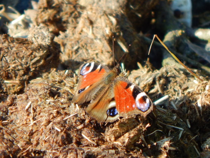 Nymphalis io - nappali pávaszem