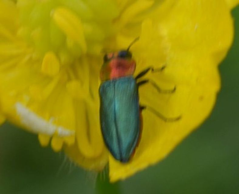 Anthaxia nitidula - ragyogó virágdíszbogár