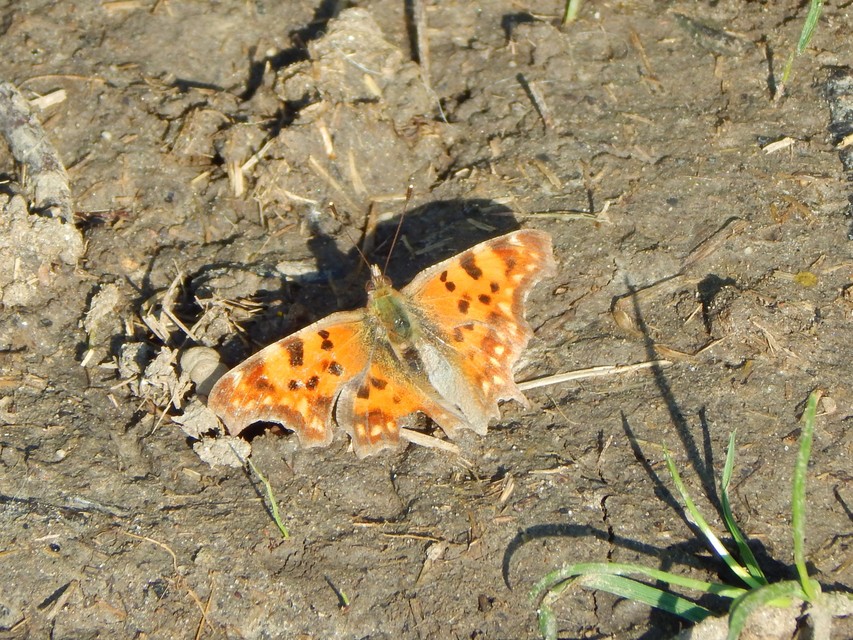 Nymphalis c-album - C-betűs lepke