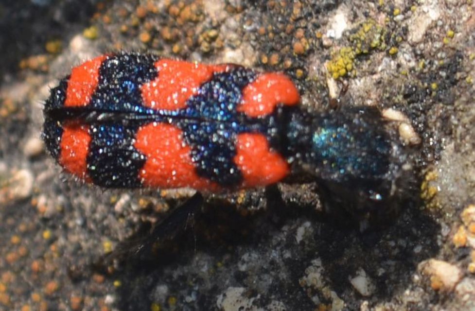 Trichodes favarius - hatfoltos méhészbogár