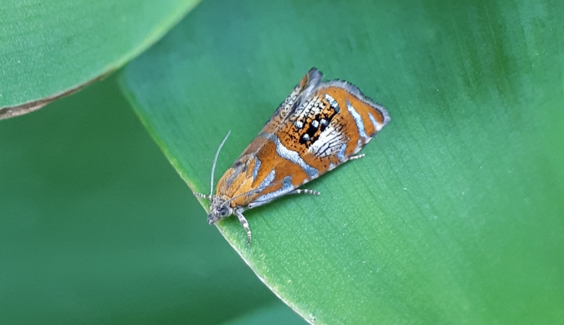 Olethreutes arcuella - avarevő tükrösmoly