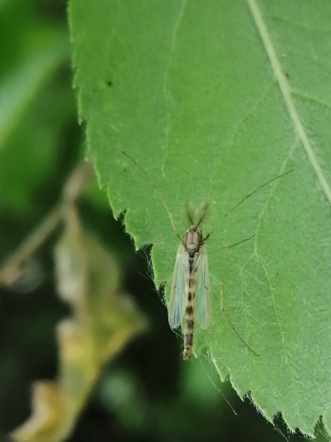 Chironominae