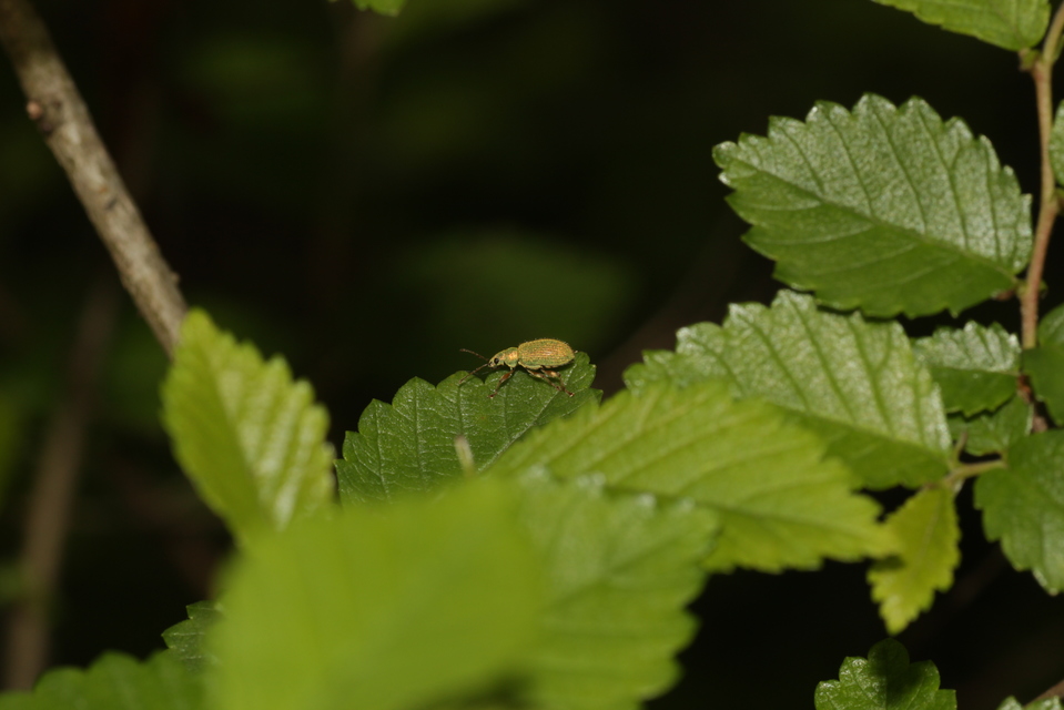 Phyllobius argentatus - ezüstös levélormányos