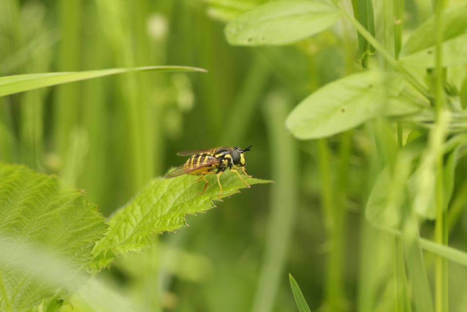 Chrysotoxum