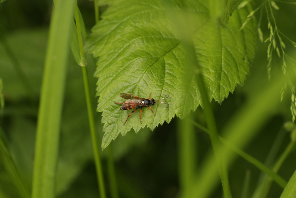 Hymenoptera - Hártyásszárnyúak Hymenoptera - Hártyásszárnyúak