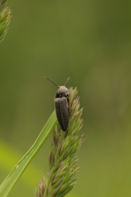 Cidnopus pilosus - szőrös pattanó