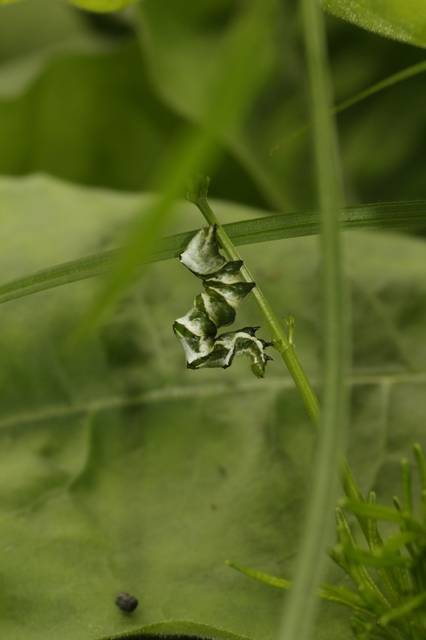 Lamprotes c-aureum - c-betűs aranybagoly