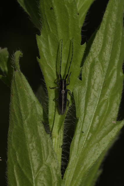 Agapanthia cardui - sávos bogáncscincér Agapanthia cardui - sávos bogáncscincér
