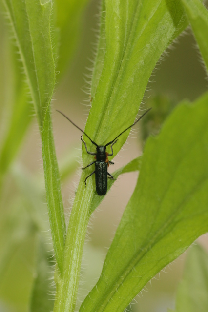 Agapanthia violacea - kék somkórócincér