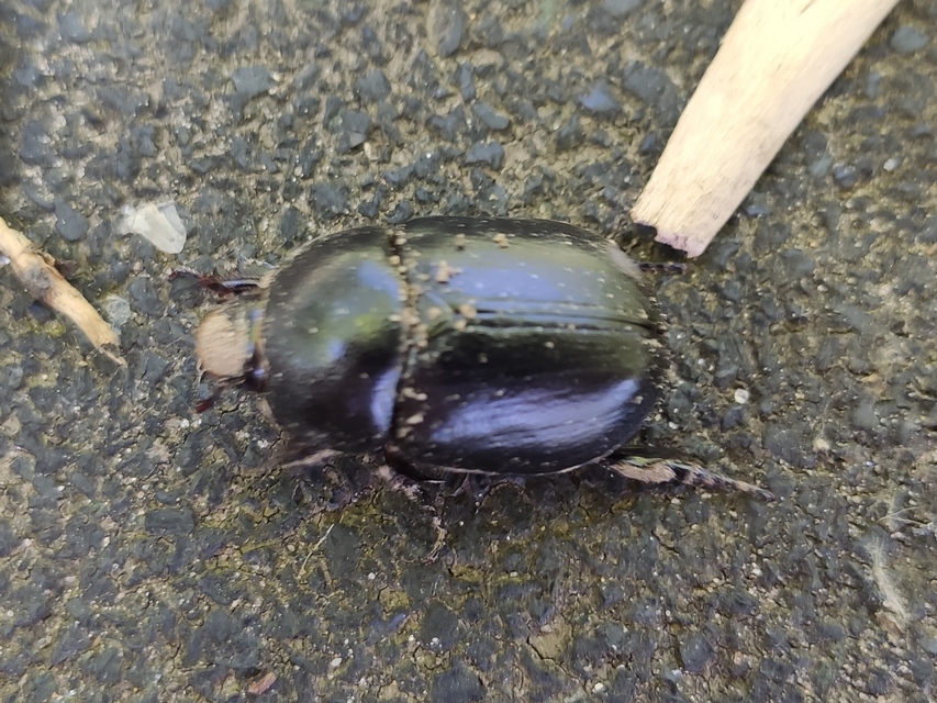 Pentodon idiota - butabogár