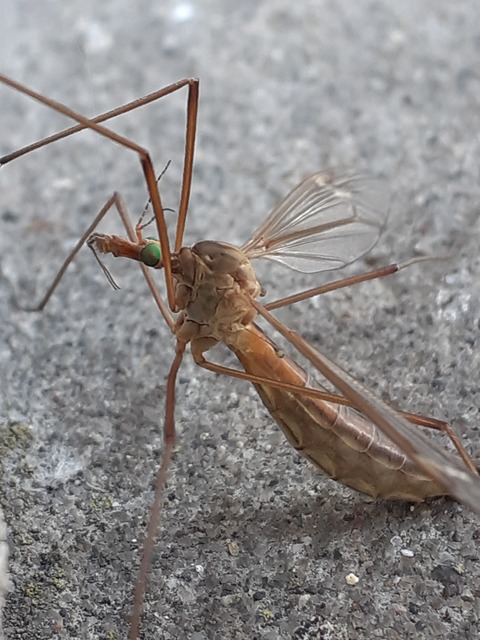 Tipula