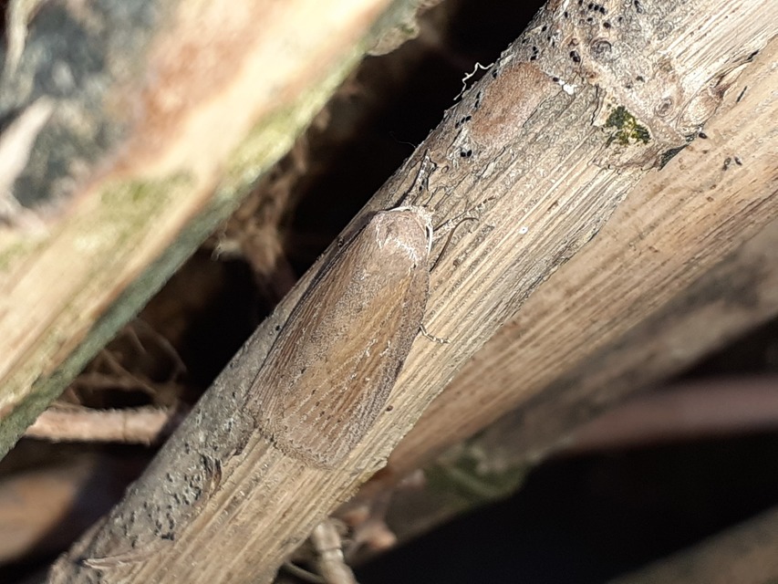 Chilodes maritima - négyfoltos nádibagoly
