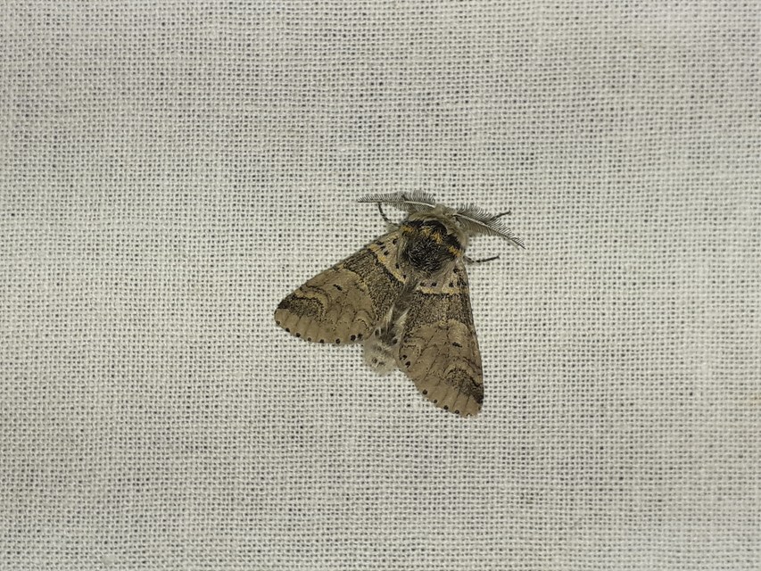 Furcula furcula - szürke púposszövő