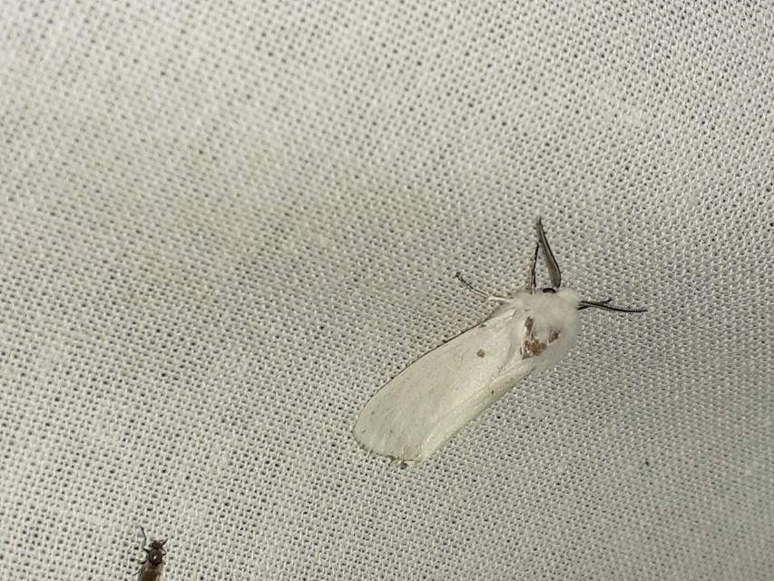 Hyphantria cunea - amerikai fehér medvelepke