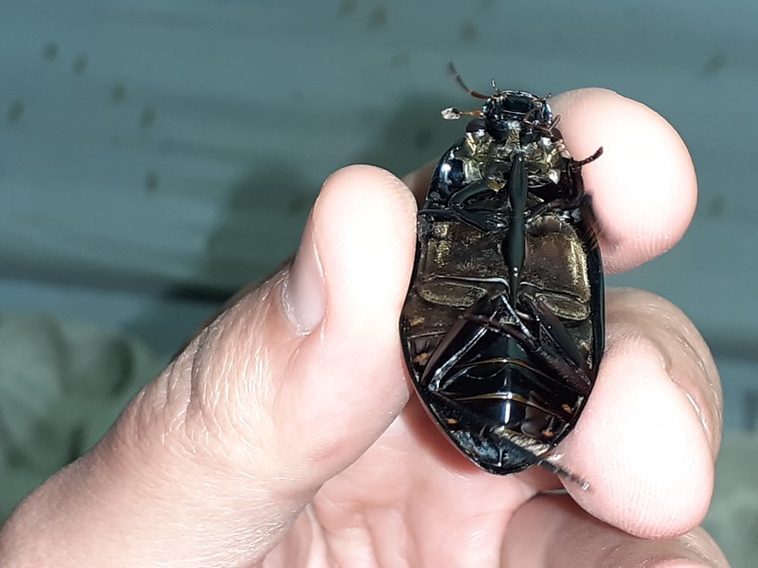 Hydrophilus aterrimus - fekete óriáscsibor