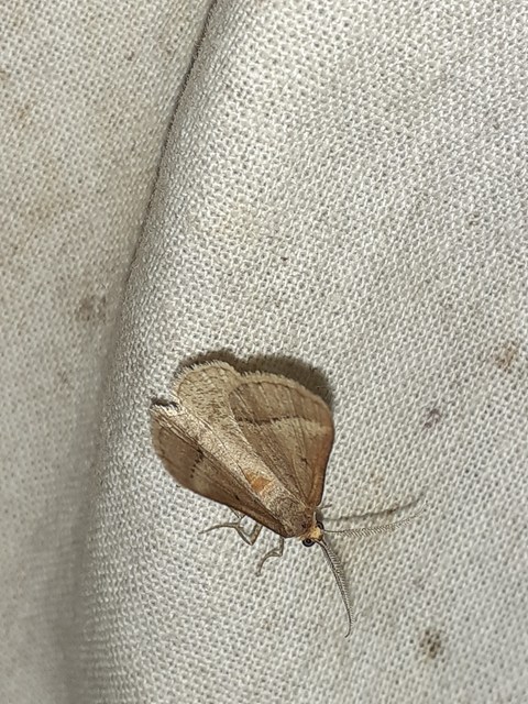 Tephrina arenacearia - lucerna-araszoló