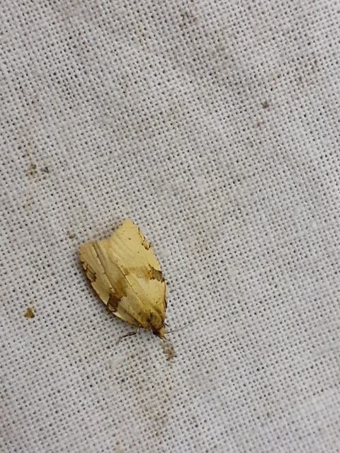 Clepsis spectrana - szalmaszínű sodrómoly