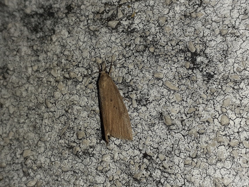 Calamotropha paludella - barna nádlevélmoly