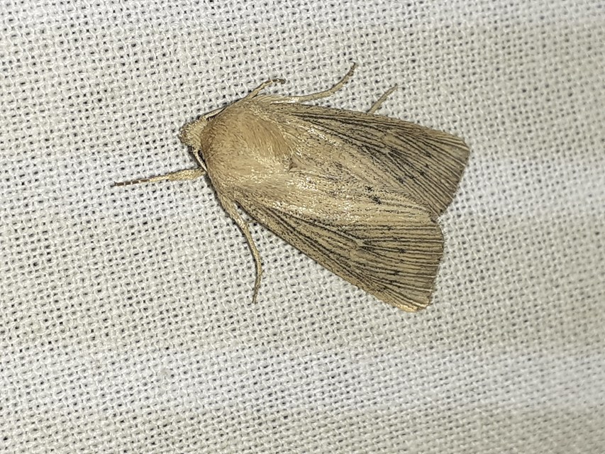 Leucania obsoleta - pontozott rétibagoly