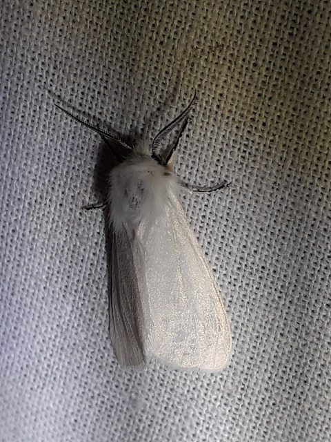 Hyphantria cunea - amerikai fehér medvelepke