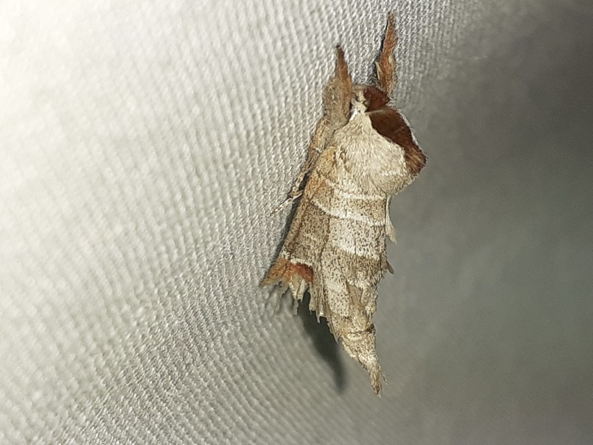 Clostera curtula - rövidszárnyú levélszövő