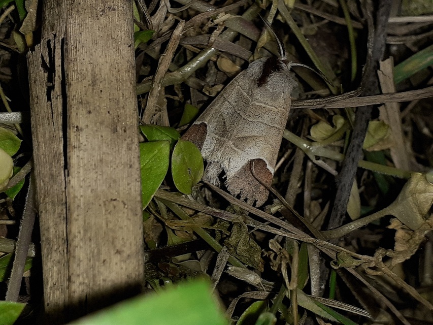 Clostera curtula - rövidszárnyú levélszövő
