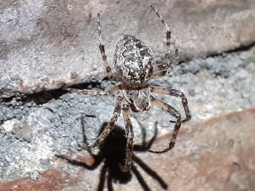 Larinioides ixobolus - ereszalji keresztespók