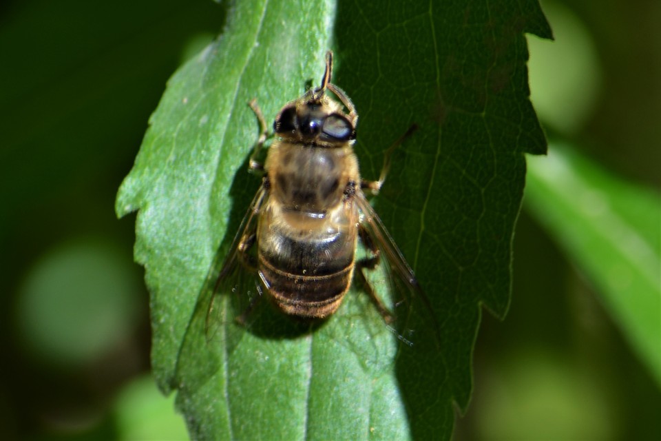 Eristalis tenax - közönséges herelégy