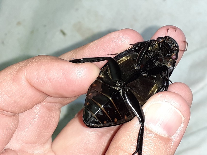 Hydrophilus piceus - közönséges óriáscsibor