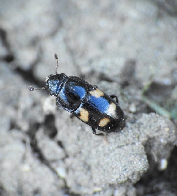 Glischrochilus quadrisignatus - amerikai fénybogár Glischrochilus quadrisignatus - amerikai fénybogár