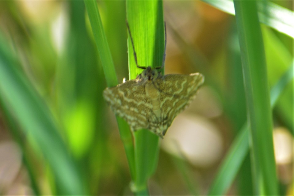 Evergestis frumentalis - tavaszi dudvamoly