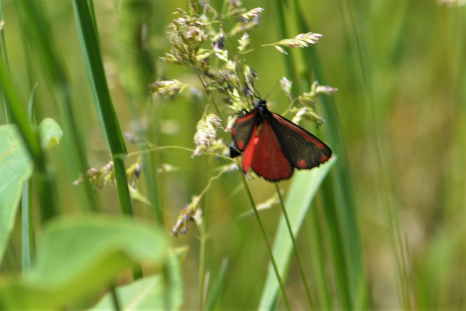 Tyria jacobaeae - jakabfű-medvelepke