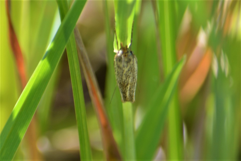 Thisanotia chrysonuchella - tavaszi fűgyökérmoly