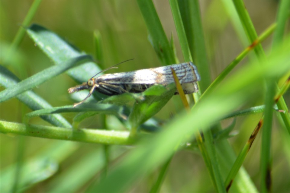 Thisanotia chrysonuchella - tavaszi fűgyökérmoly