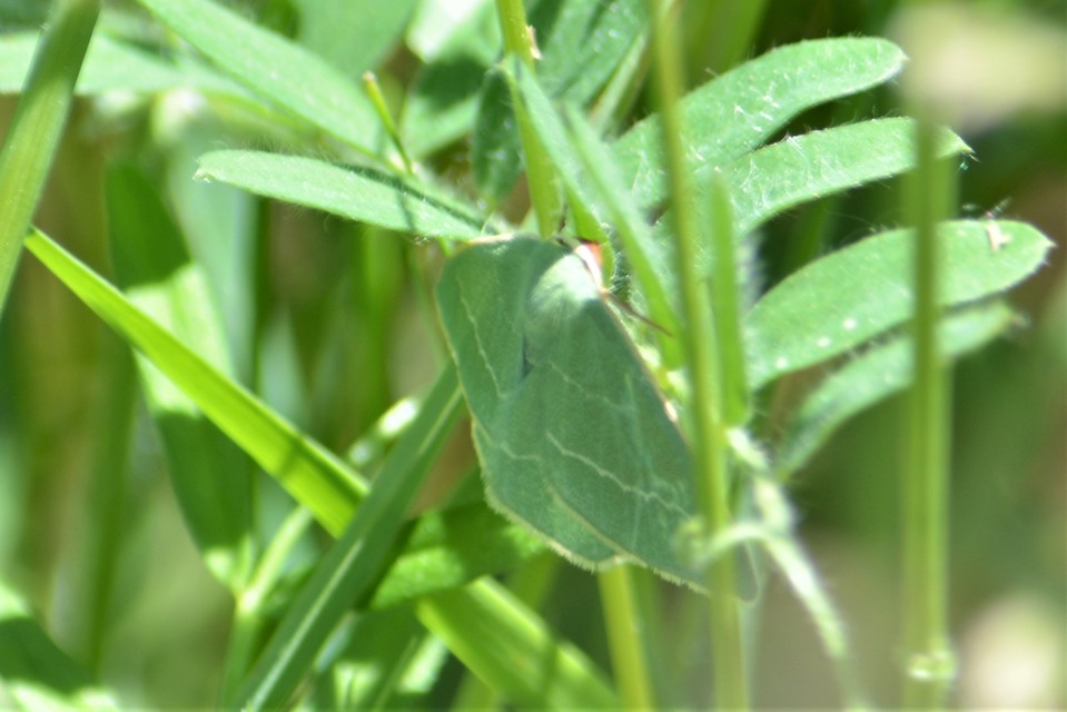 Chlorissa viridata - üdezöld araszoló