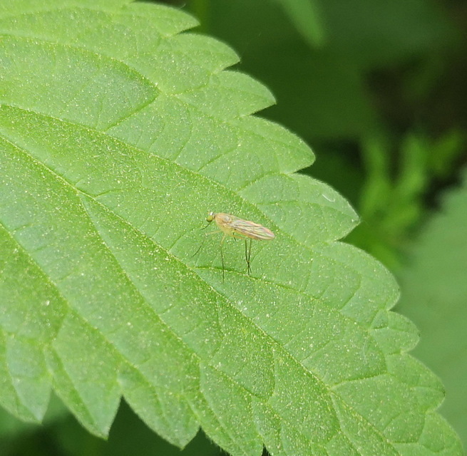 Dolichopodidae - szúnyoglábú legyek