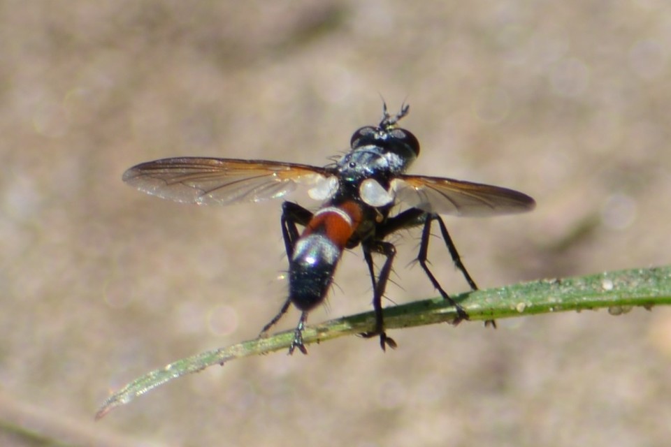 Cylindromyia