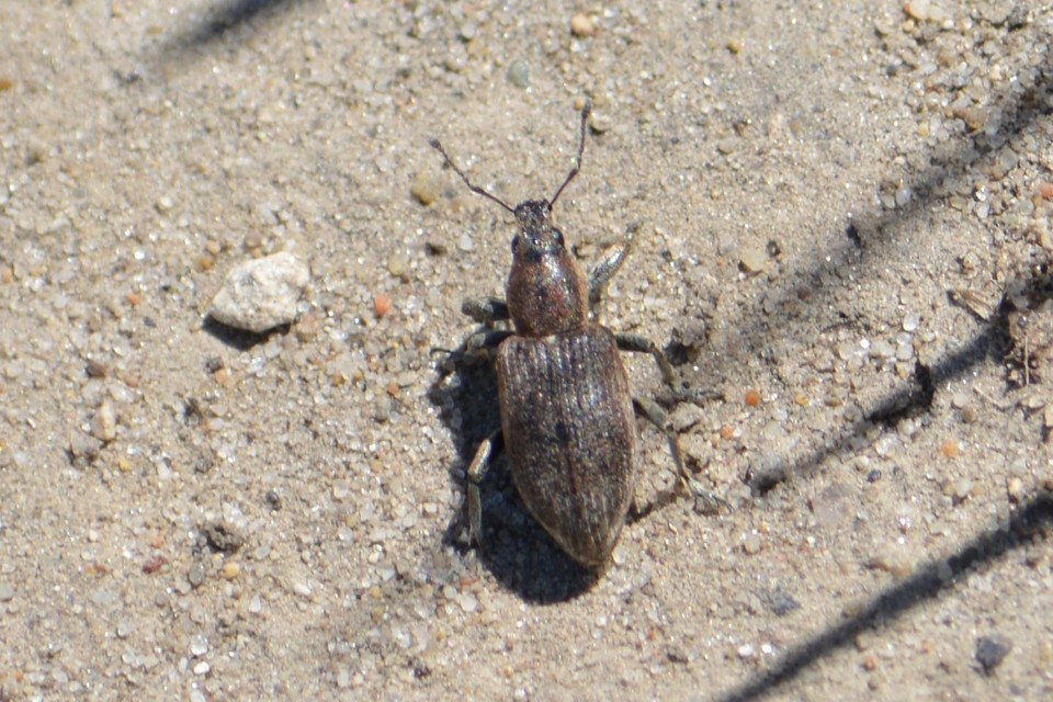 Tanymecus palliatus - közönséges hegyesfarúbarkó