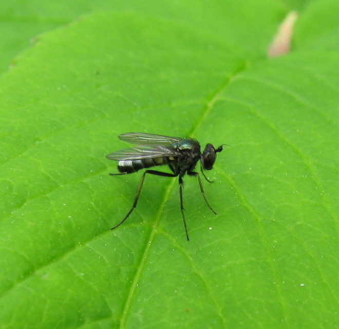 Dolichopodidae - szúnyoglábú legyek
